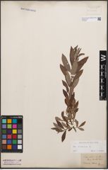 Foto von Salix cinerea L.